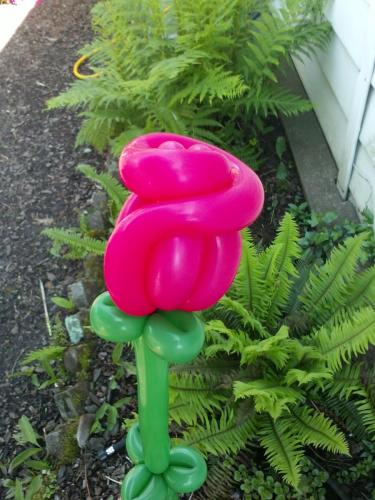 Rose